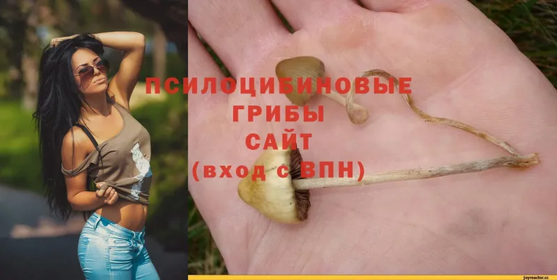 Псилоцибиновые грибы GOLDEN TEACHER Пучеж